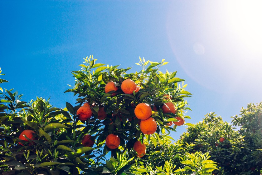 Reife Orangen in März? In Marokko sind die Früchte das ganze Jahr über reif.