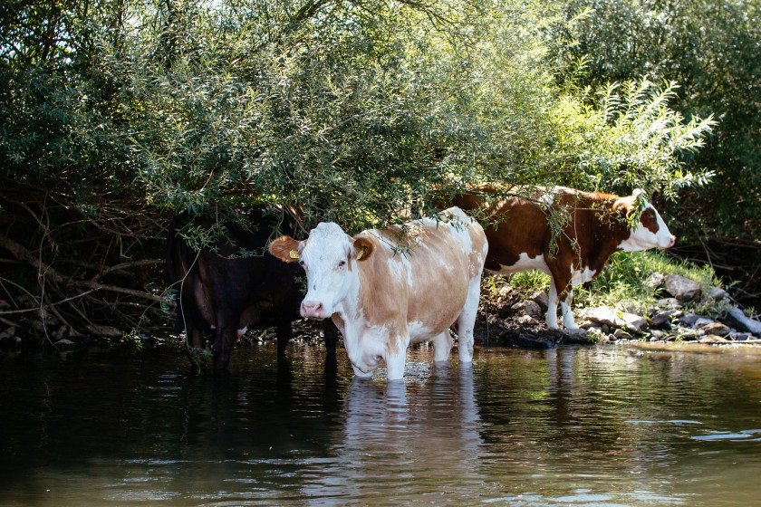 lahn_rinder_im_wasser